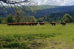 26mai2025-longue-4